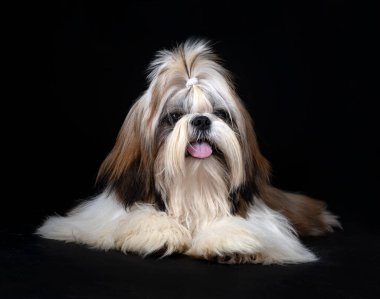 Shih tzu siyah arkaplan önünde