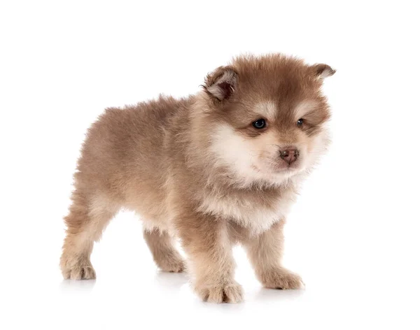 Štěně Finský Lapphund Přední Části Bílého Pozadí — Stock fotografie