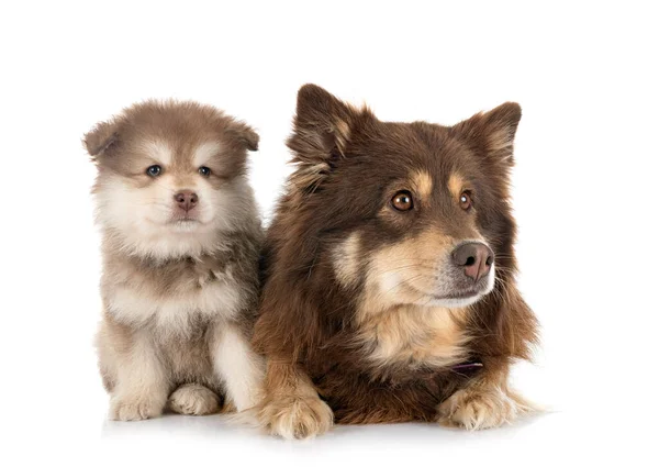 Pup Volwassen Finse Lapphund Voor Witte Achtergrond — Stockfoto