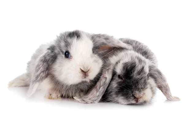 Mini Lops Voorkant Van Witte Achtergrond — Stockfoto