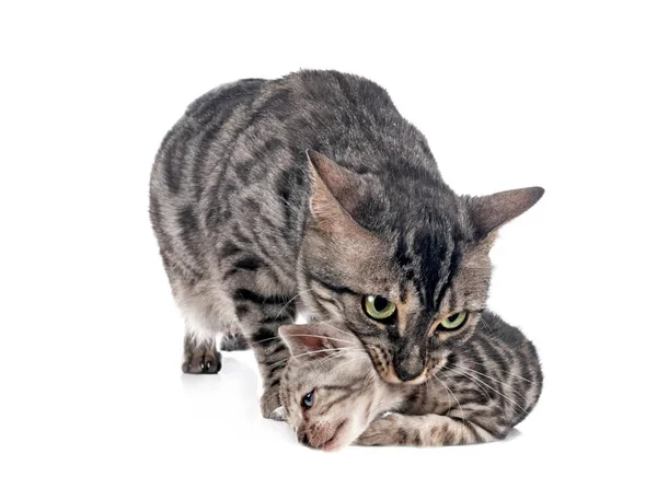 Bengal Cats Front White Background — Stock Photo, Image