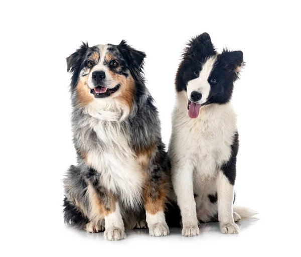 Junge Jakutianerin Laika Und Australischer Schäferhund Vor Weißem Hintergrund — Stockfoto
