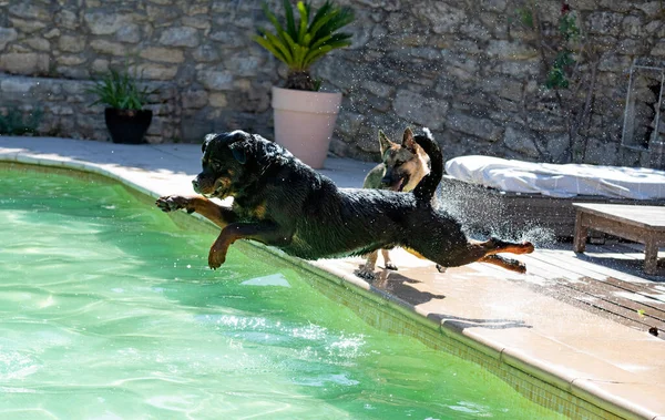 Young Rottweiler Playing Swimming Swimming Pool — Stockfoto