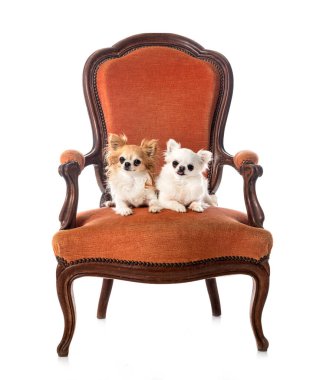 Beyaz arka planda küçük chihuahualar