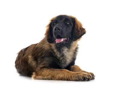 Beyaz arka planda köpek yavrusu Leonberger