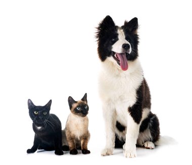 Genç Yakutian Laika ve beyaz arkaplan önündeki kediler