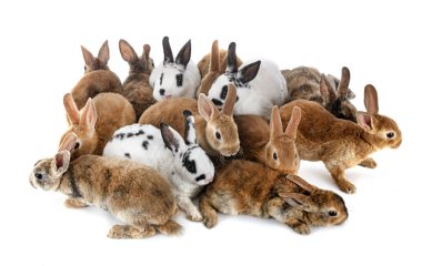 group of rex rabbits in front of white background
