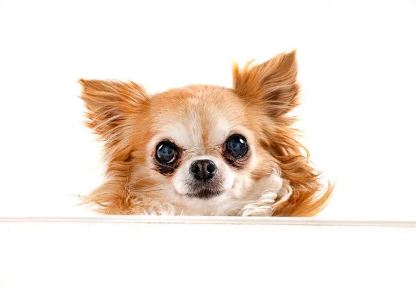 Liten Chihuahua Framför Vit Bakgrund — Stockfoto