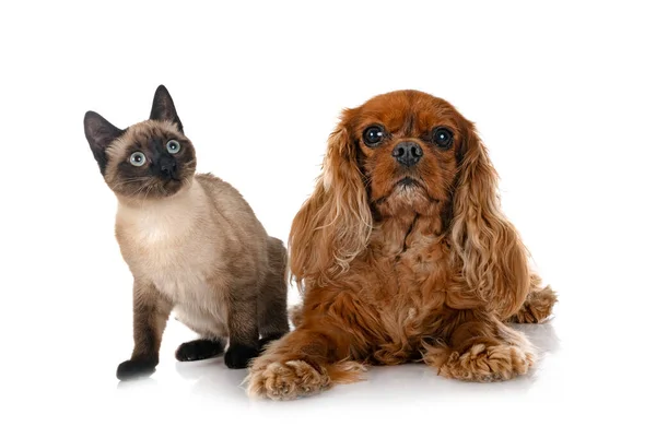 Siamese Cat Cavalier King Charles Front White Background — Foto Stock