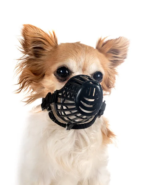 Little Chihuahua Muzzle Front White Background — Stockfoto