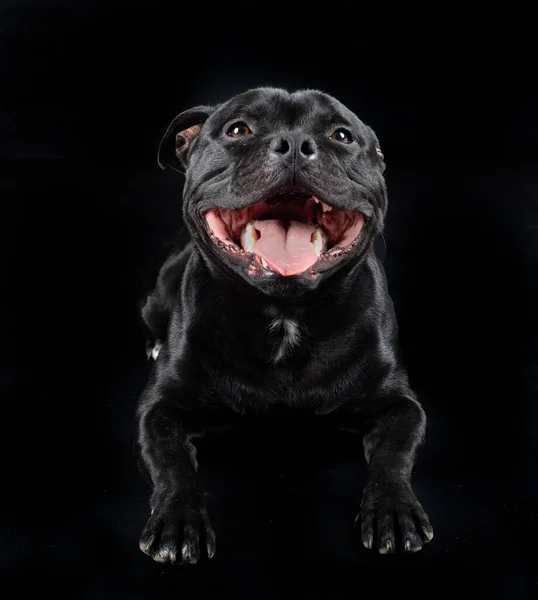 Staffordshire Bull Terrier Front Black Background — Stock Photo, Image