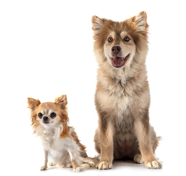 Lapphund Finlandés Chihuahua Frente Fondo Blanco —  Fotos de Stock