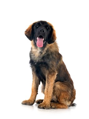 Beyaz arka planda köpek yavrusu Leonberger
