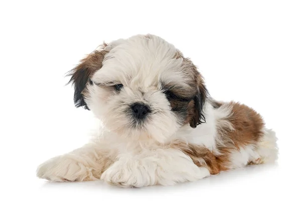 Köpek Shih Tzu Beyaz Arkaplanın Önünde — Stok fotoğraf