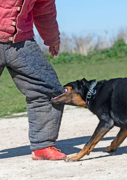 Schäferhund Aus Beauce Trainiert Der Natur Für Sicherheit — Stockfoto