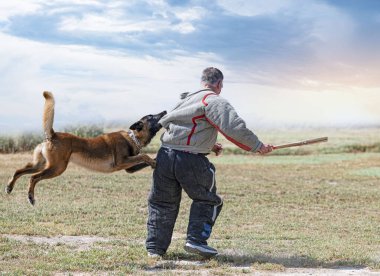 Genç Belçikalı çoban köpeği doğada güvenlik eğitimi alıyor.