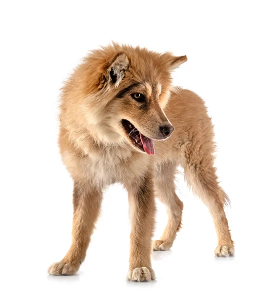 Finnish Lapphund Front White Background — Stock Photo, Image