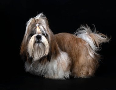Shih tzu siyah arkaplan önünde