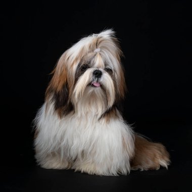 Shih tzu siyah arkaplan önünde