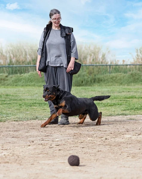 Junge Rottweiler Training Der Natur Für Sicherheit Beim Fangen Eines — Stockfoto