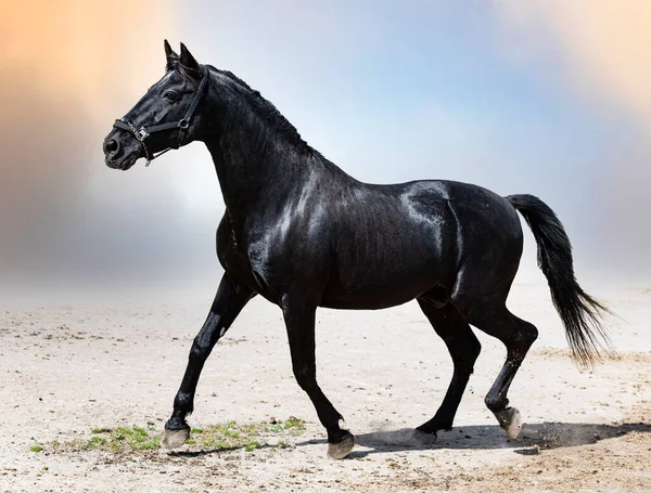 Portrait Black Stallion Nature — Stock Fotó