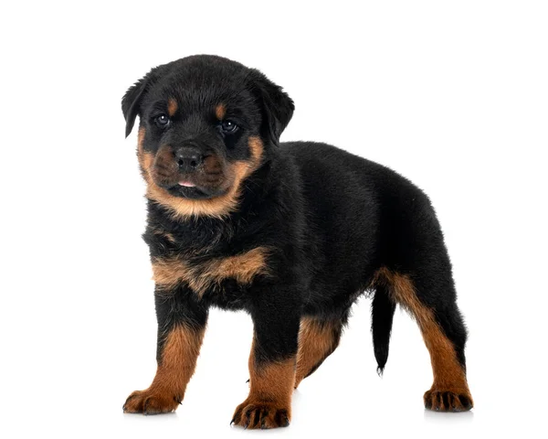 Cachorro Pura Raza Rottweiler Frente Fondo Blanco —  Fotos de Stock