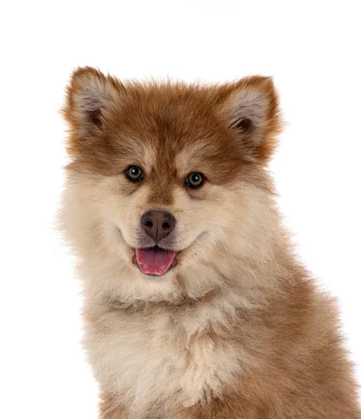 Puppy Finnish Lapphund Front White Background — Stock Photo, Image