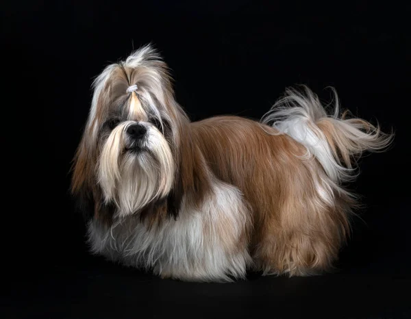 Shih Tzu Előtt Fekete Háttér — Stock Fotó