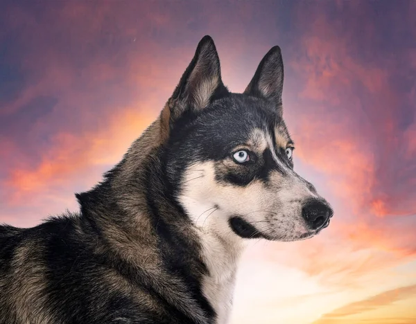 Siberische Husky Voor Witte Achtergrond — Stockfoto