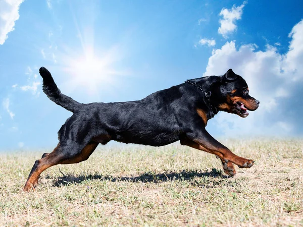 Entrenamiento Agilidad Para Competencia Club Obediencia — Foto de Stock