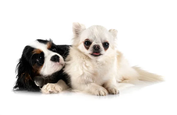 Cachorro Cavalier Rey Charles Chihuahua Frente Fondo Blanco — Foto de Stock