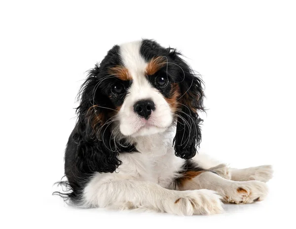 Chiot Cavalier Roi Charles Face Fond Blanc — Photo