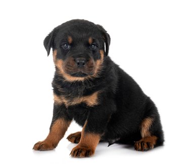 Beyaz arka planda köpek safkan Rottweiler.