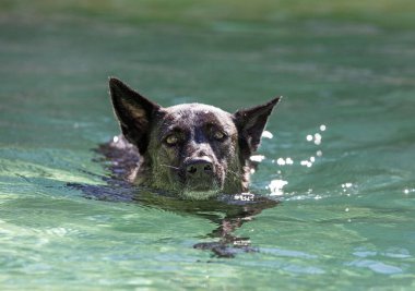  Dutch Shepherd swimming in a swimming pool in summer