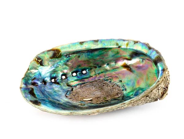 Скорлупа Abalone Перед Белым Фоном — стоковое фото