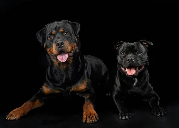 Staffordshire Bull Terrier Rottweiler Front Black Background — Stock Photo, Image