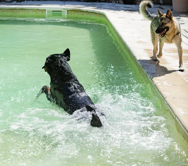 Young Rottweiler Playing Swimming Swimming Pool — Foto Stock