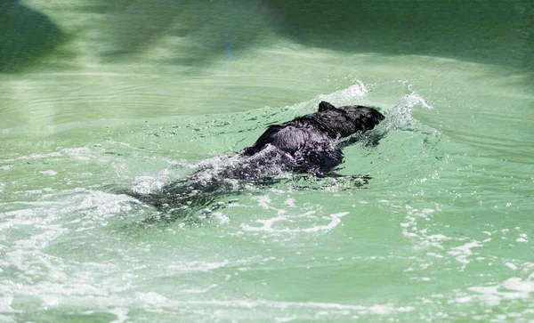 Jovem Rottweiler Brincando Nadando Uma Piscina — Fotografia de Stock