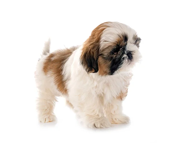 Puppy Shih Tzu Voorkant Van Witte Achtergrond — Stockfoto