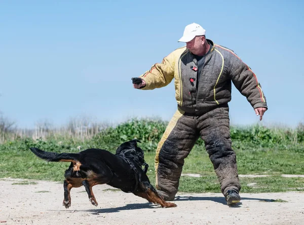 Fiatal Rottweiler Képzés Sport Rendőrség Védelmére — Stock Fotó