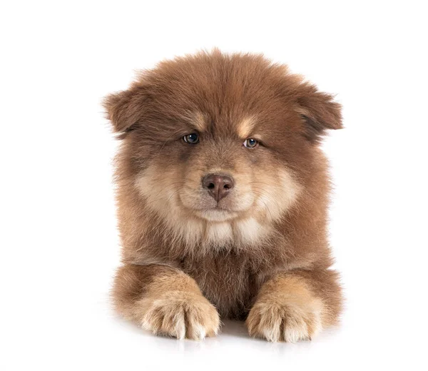 Puppy Finnish Lapphund Front White Background — Stock Photo, Image