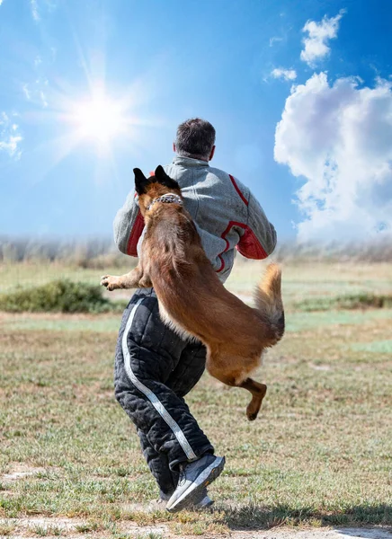 Genç Belçikalı Çoban Köpeği Doğada Güvenlik Eğitimi Alıyor — Stok fotoğraf