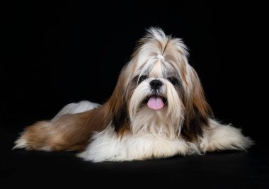 Shih tzu siyah arkaplan önünde