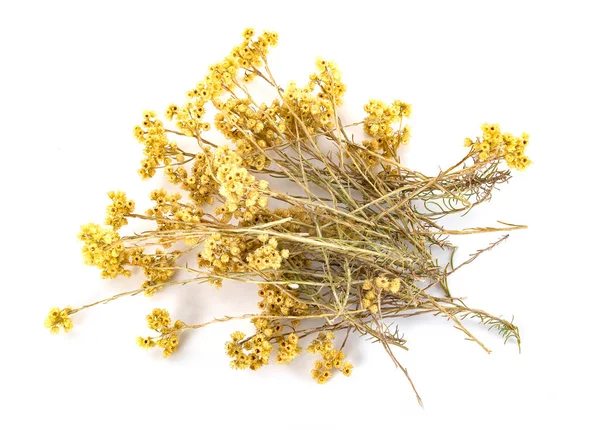 Branch Helichrysum Front White Background — Stok fotoğraf