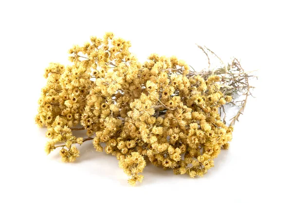 Филиал Helichrysum Белом Фоне — стоковое фото