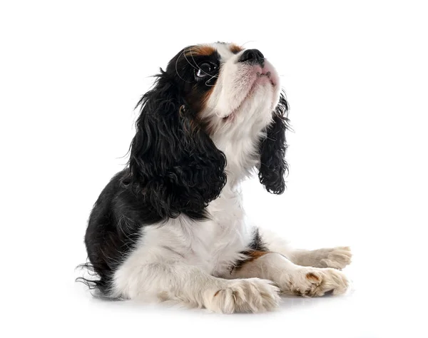 Welpe Cavalier King Charles Vor Weißem Hintergrund — Stockfoto