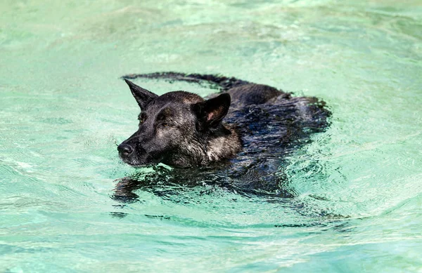 Dutch Shepherd Swimming Swimming Pool Summer — Stock Fotó