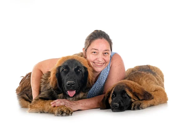 Puppies Leonberger Owner Front White Background – stockfoto