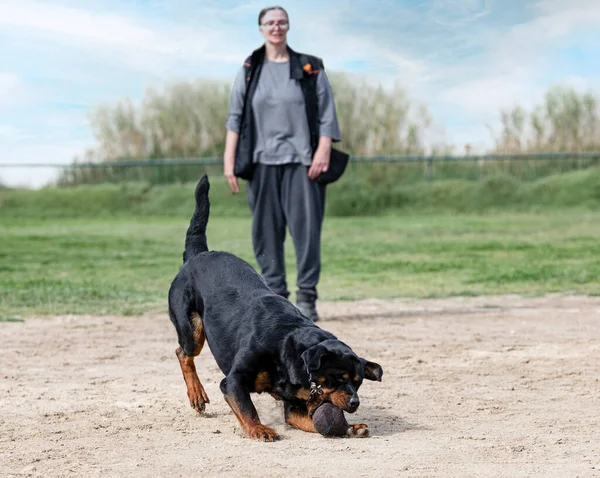 Młody Rottweiler Szkolenia Przyrodzie Dla Bezpieczeństwa Połowu Obiektu — Zdjęcie stockowe