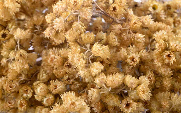 Branch Helichrysum Front White Background — Fotografia de Stock